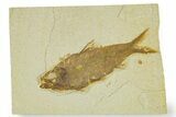 Detailed Fossil Fish (Knightia) - Wyoming #363892-1